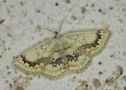 Réf. 203 352 : Cyclophora annularia